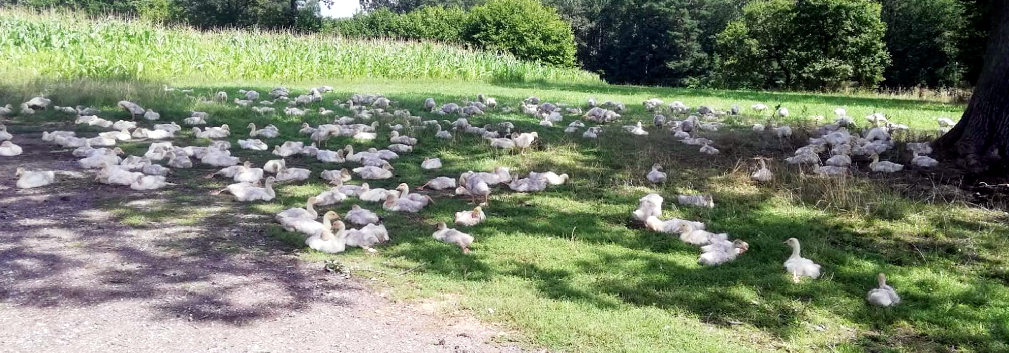 Bioweidegänse im Schatten