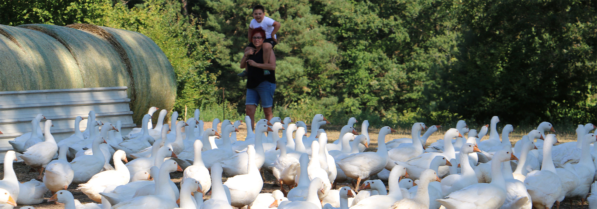 Bioweide mit Gänsen